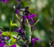 2020 09 13 LongFellowGardens 011